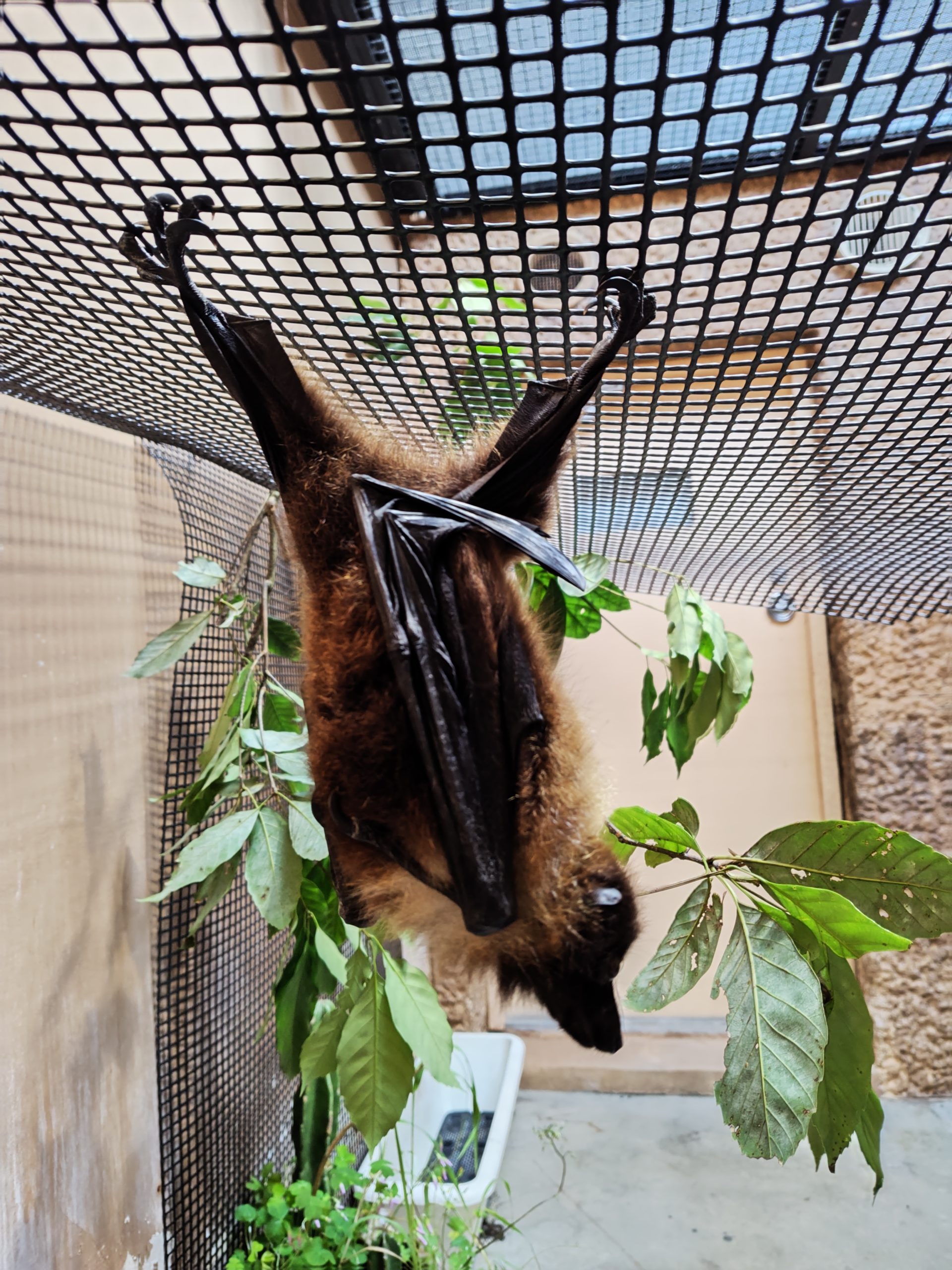 クビワオオコウモリ（エラブオオコウモリ） - 平川動物公園公式サイト