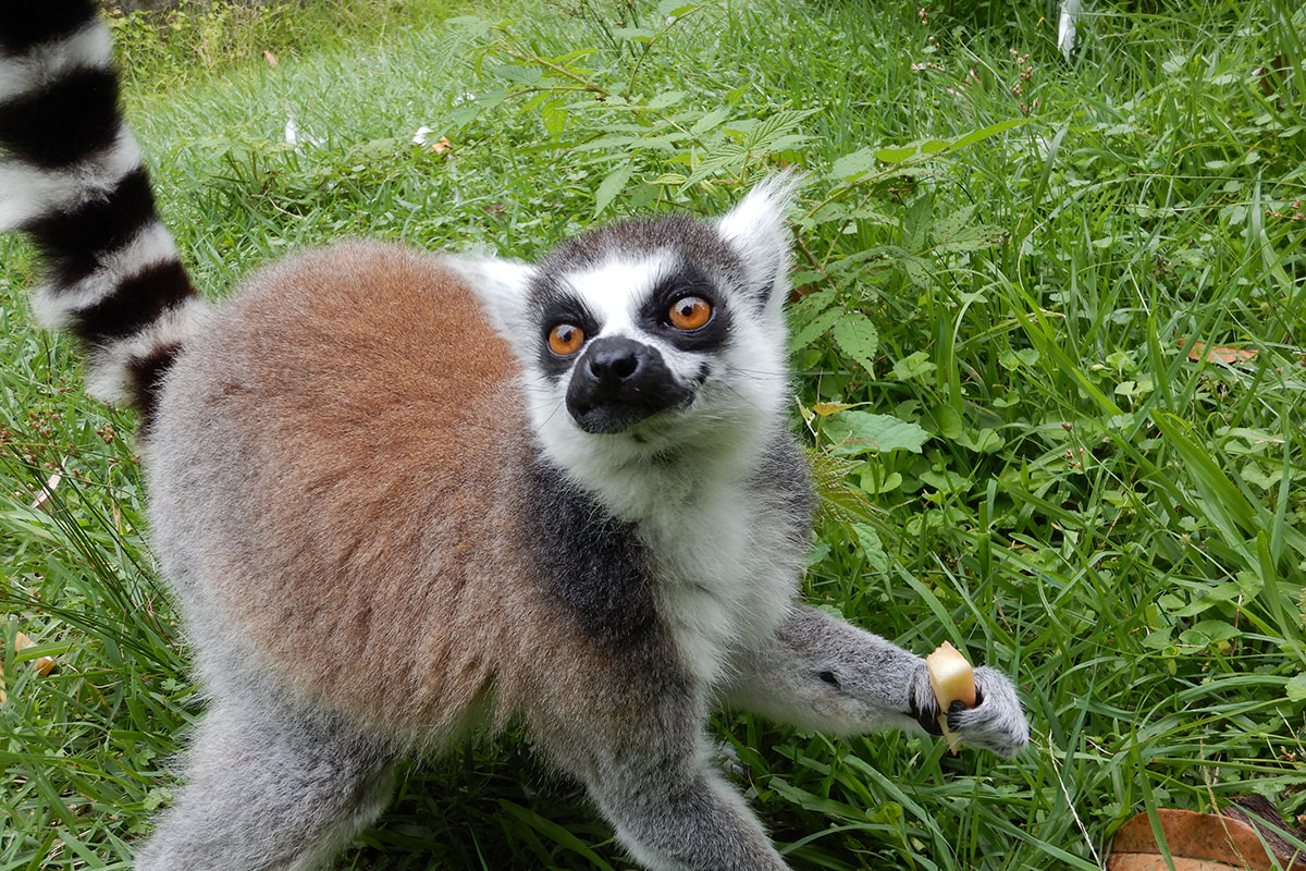 ワオキツネザル - 平川動物公園公式サイト
