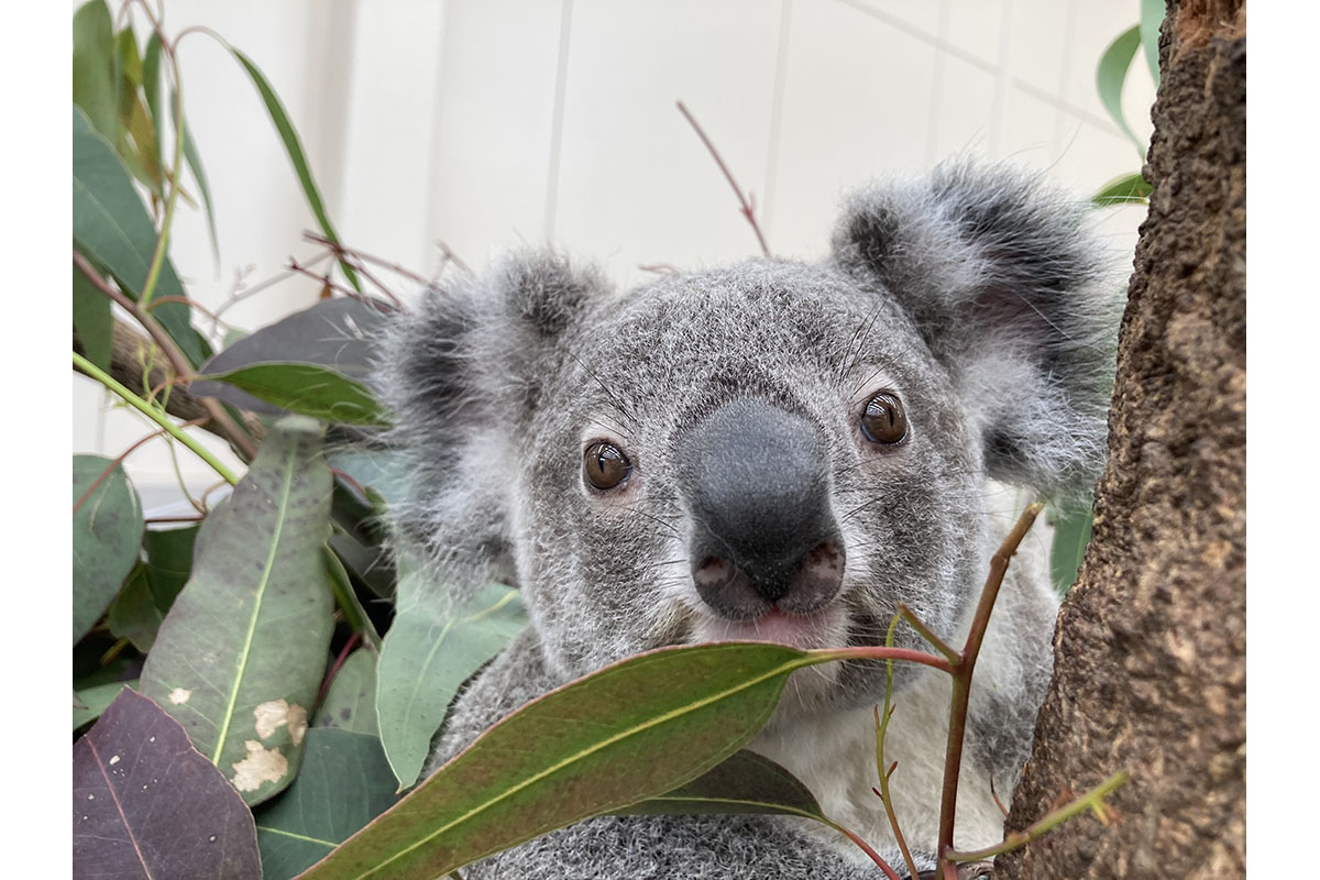 コアラ - 平川動物公園公式サイト