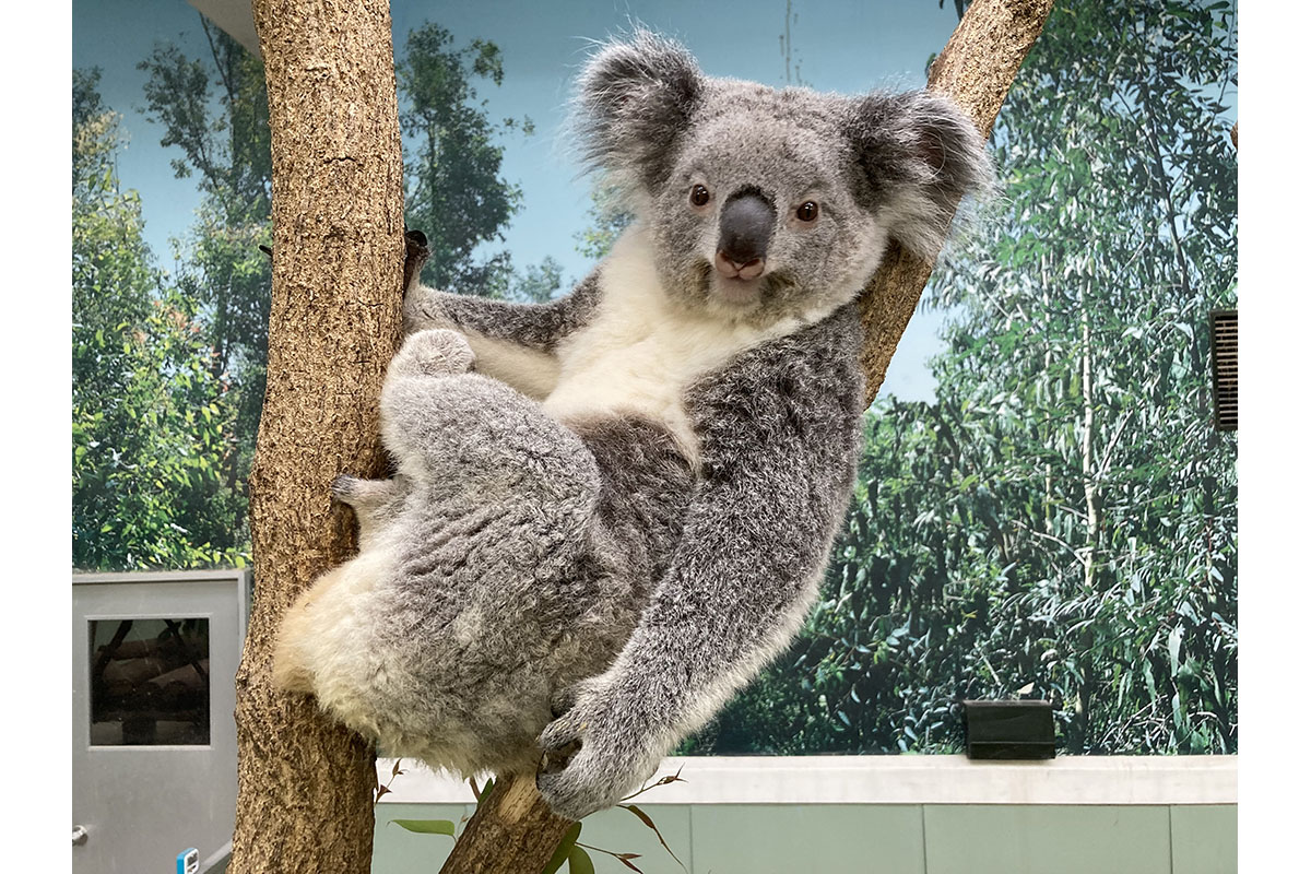 コアラ - 平川動物公園公式サイト