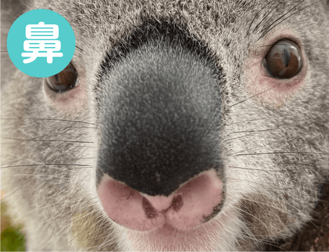 コアラ紹介 - 平川動物公園公式サイト