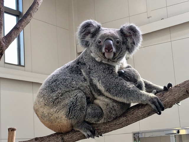 ヒマワリとアサヒ親子は仲睦まじい！？ ～コアラの子育ては約1年
