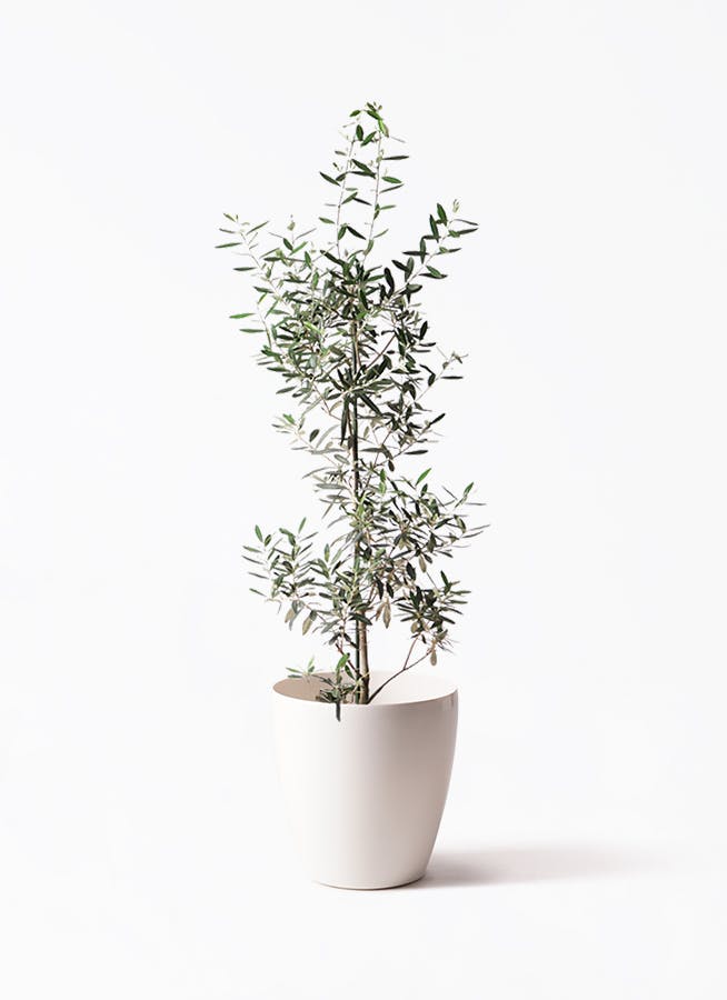 観葉植物 オリーブ 8号 チプレッシーノ ラスターポット 付き | 観葉