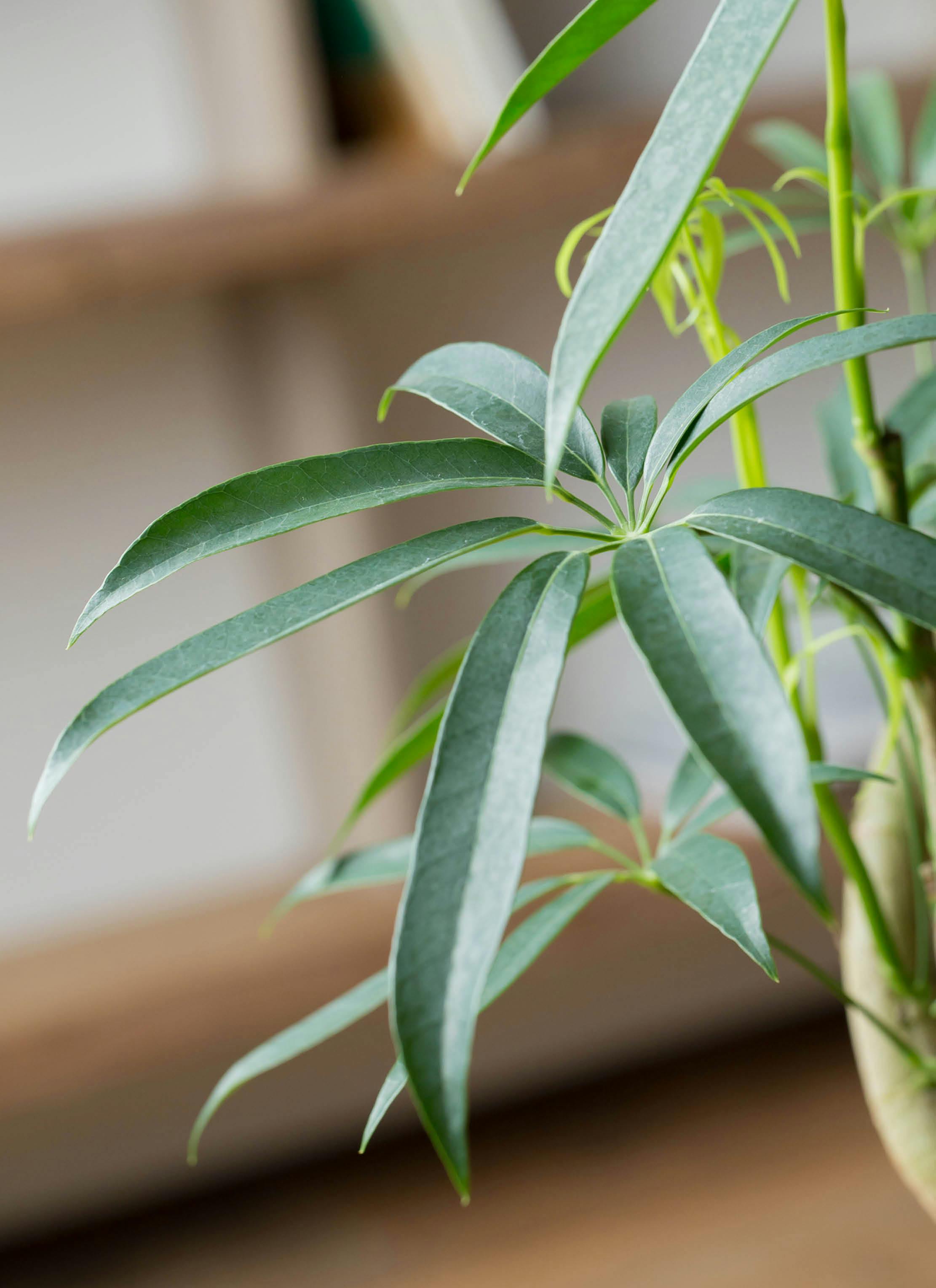 観葉植物 シェフレラ アンガスティフォリア 8号 曲り プラスチック鉢