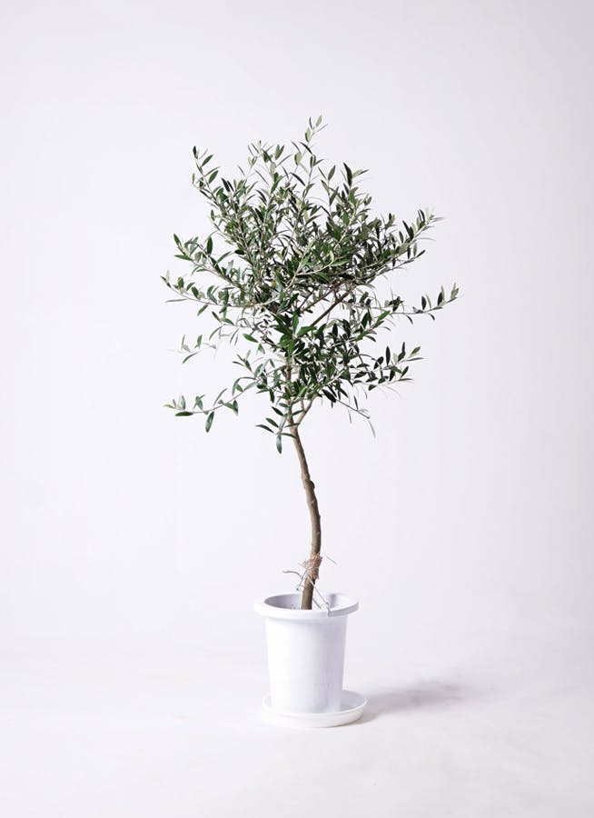 観葉植物 オリーブ 7号 創樹 プラスチック鉢 | 観葉植物ならHitoHana