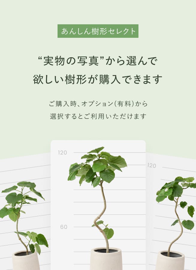 観葉植物 エバーフレッシュ 8号 ボサ造り プラスチック鉢 | 観葉植物