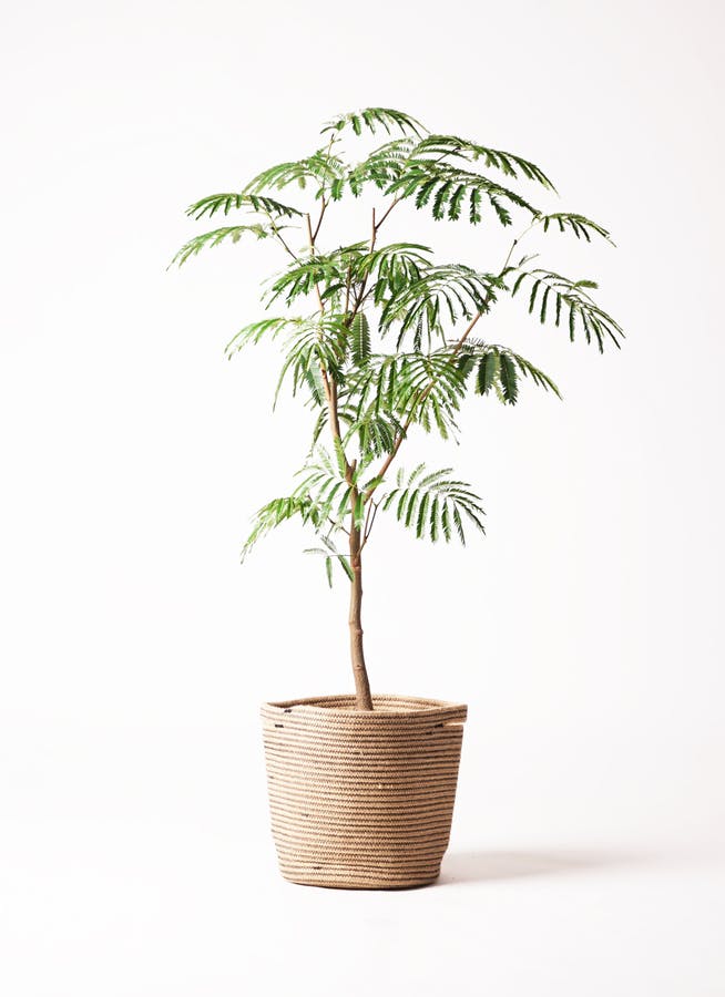 観葉植物 エバーフレッシュ 8号 ボサ造り リブバスケットNatural 付き