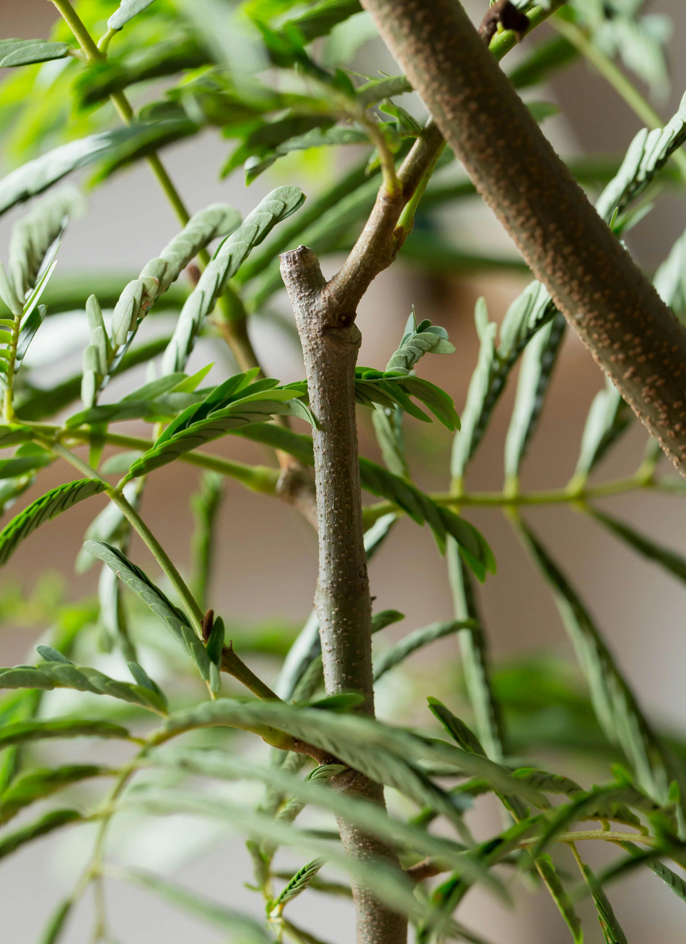観葉植物 エバーフレッシュ 8号 ボサ造り プラスチック鉢 | 観葉植物