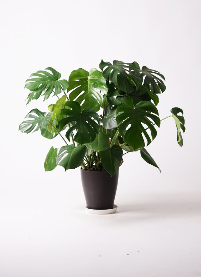 観葉植物 モンステラ 8号 ボサ造り リブバスケットNatural and Black