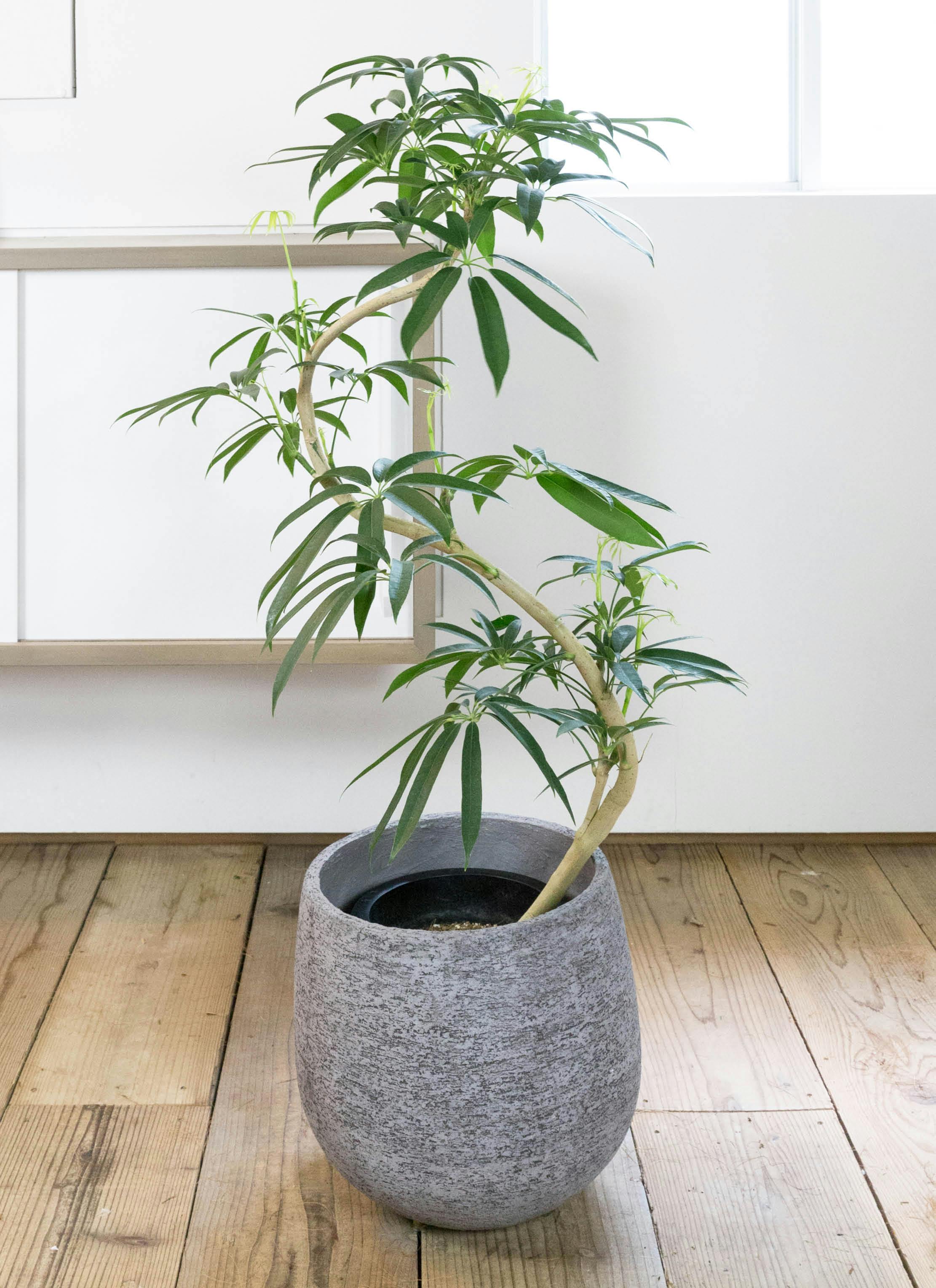 シェフレラ アンガスティフォリア 8号 | HitoHana(ひとはな)