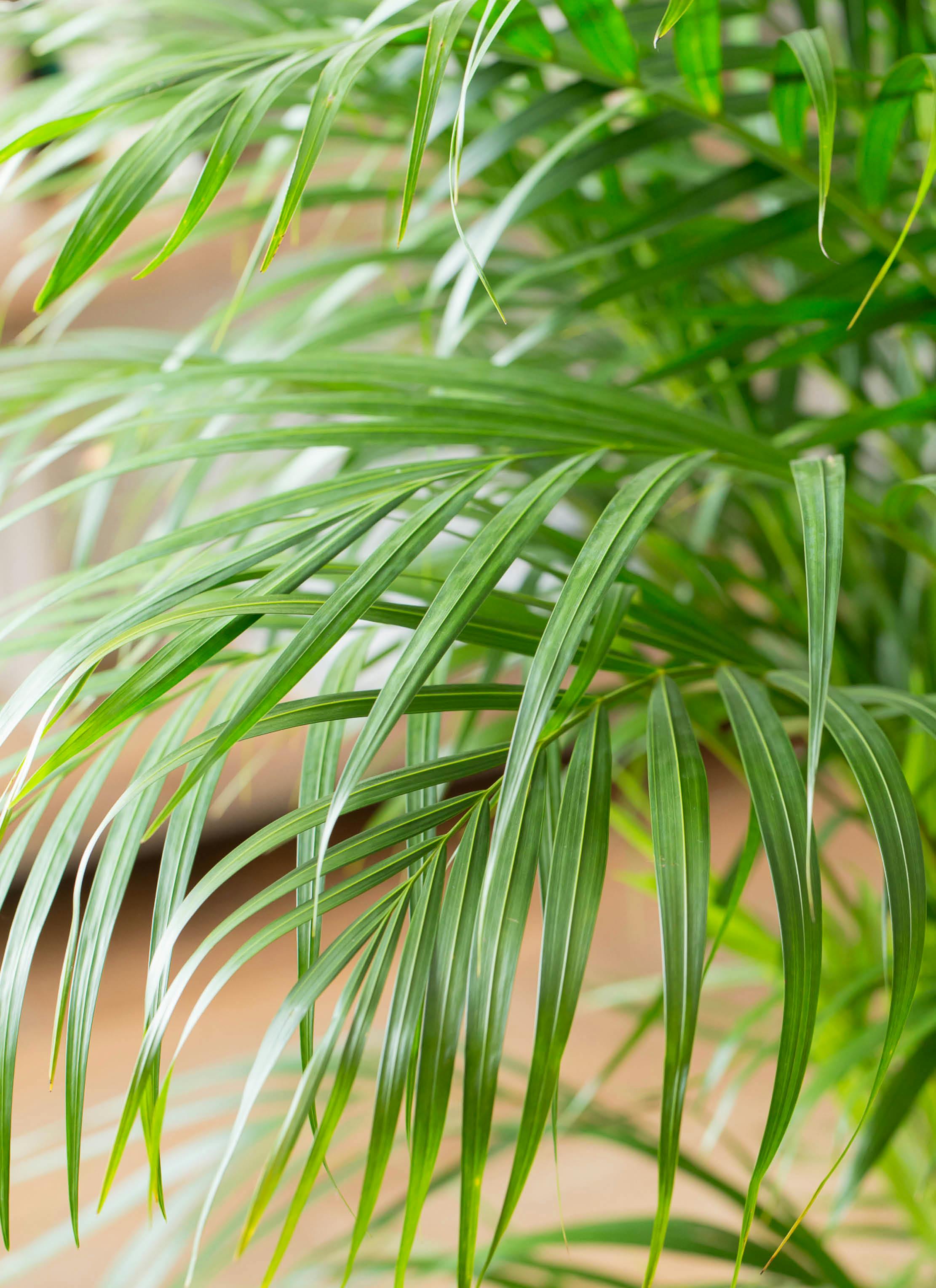 観葉植物 アレカヤシ 10号 ファイバークレイGray 付き | 観葉植物なら