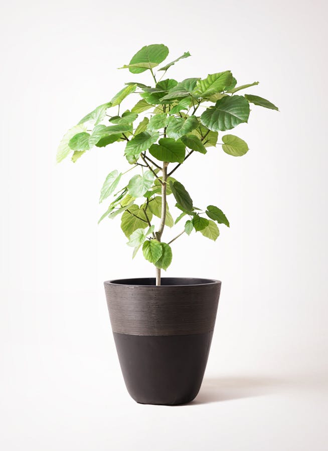 観葉植物 フィカス ウンベラータ 8号 ノーマル ジュピター 黒 付き