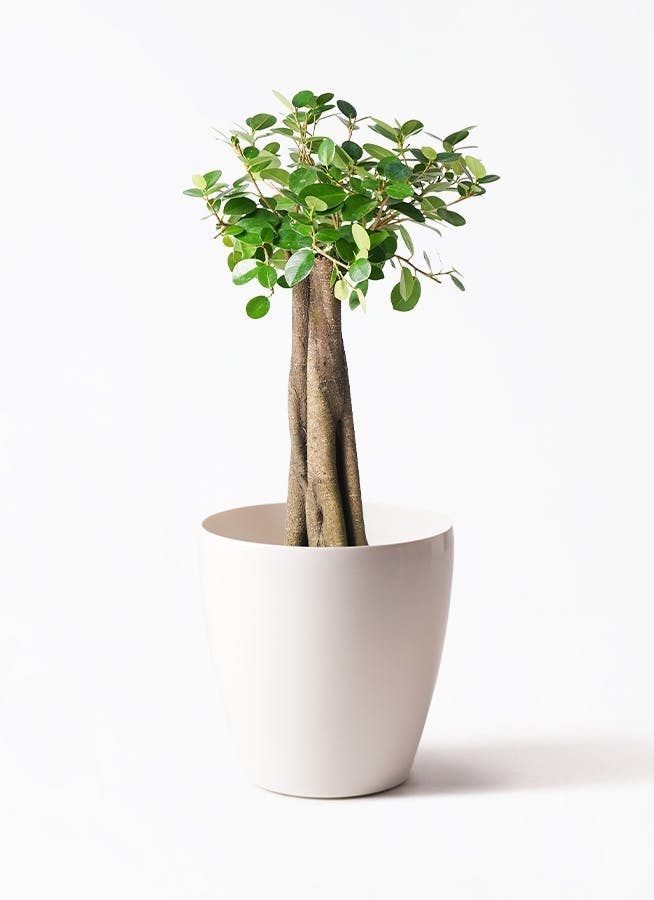 パンダ ガジュマル | 観葉植物通販HitoHana(ひとはな)