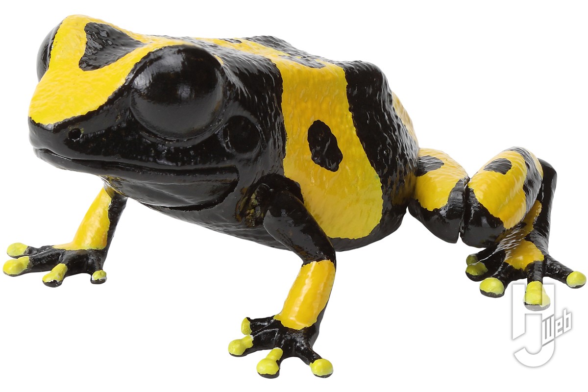 いきもの大図鑑」新作は5種類の「ヤドクガエル」にアルティメットな