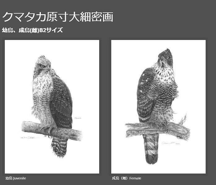若尾 親氏の細密画・カレンダーのお知らせ: 営業日は毎日更新