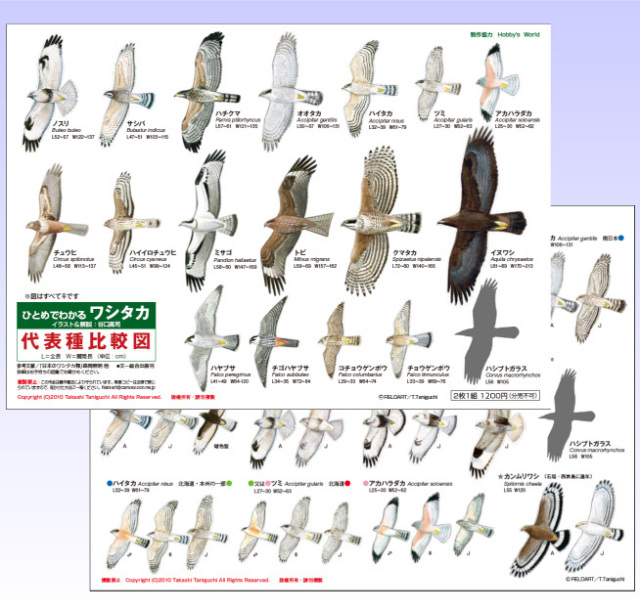ひとめでわかるワシタカ識別シート（2枚組）」在庫限りです！: 営業日