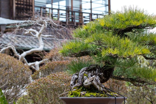 初めてのチャレンジ、赤松の盆栽のリフレッシュ｜盆栽｜趣味時間