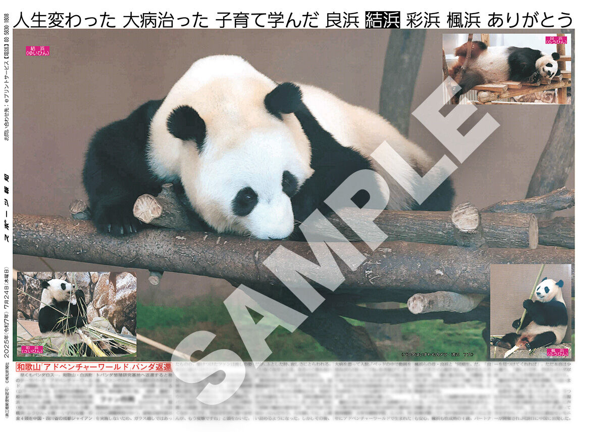 パンダの未公開カット紙面5種がコンビニプリントに追加…和歌山から