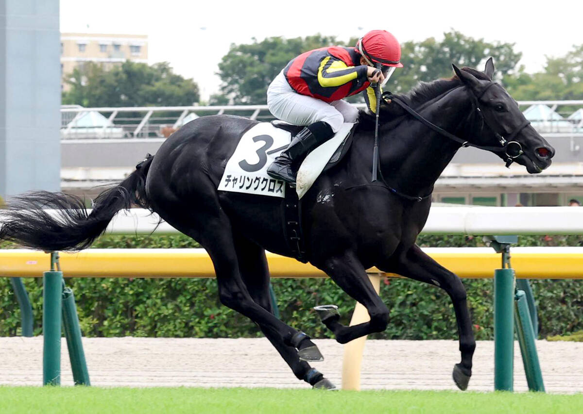 初戦9着惨敗→馬体重20キロ増で激変したクロワデュノールの全弟に