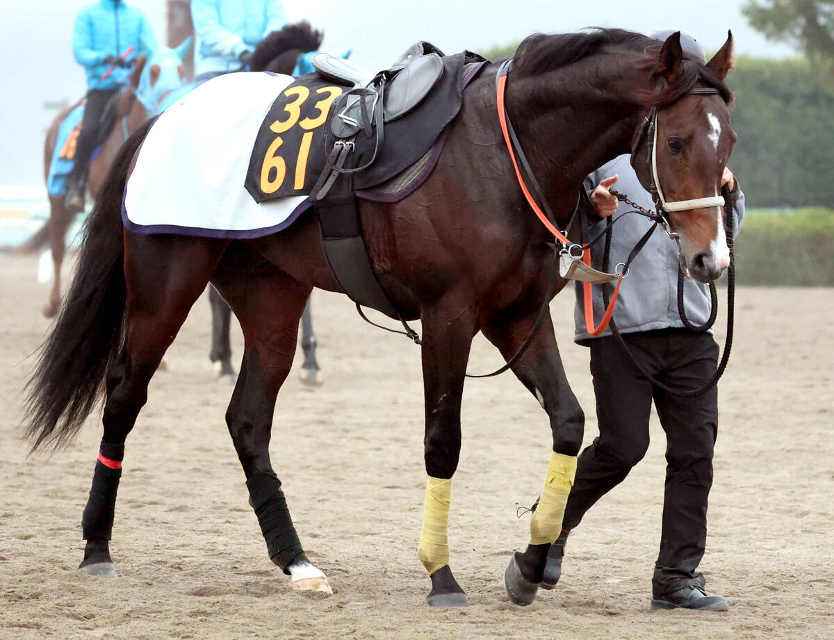 POG】セレクトセール2・1億円で落札の良血馬セツナサ ネーミング