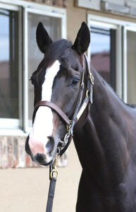 ジャパンC】イクイノックスが単勝1・4倍で1番人気 リバティ