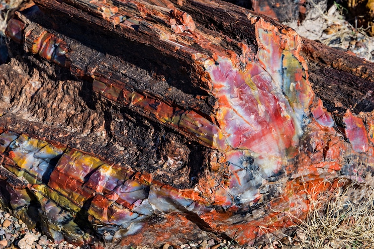 A Local Wonder: The Petrified Forest - City of Holbrook
