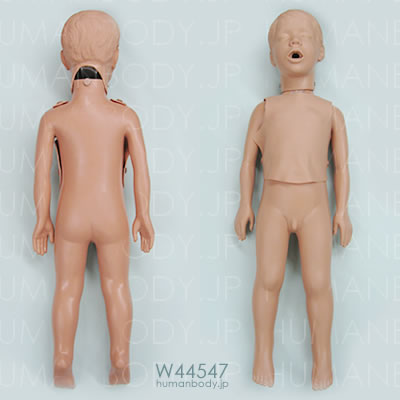小児心肺蘇生法マネキン W44547｜CPR心肺蘇生法訓練