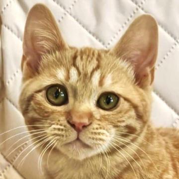 保護活動者：しあわせにゃんこ(東京都江戸川区)｜ハグー -みんなの