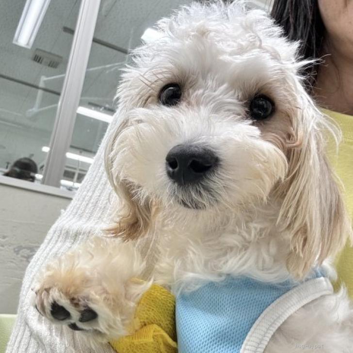 犬の里親募集】東京都・ミックス(ヨーキー×マルチーズ×トイプードル