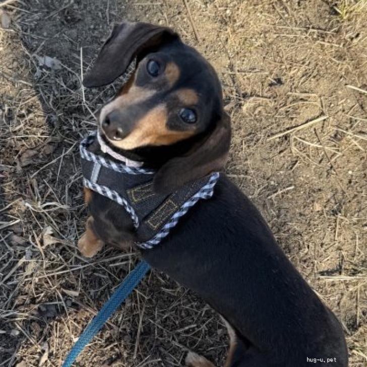 犬の里親募集】埼玉県・カニンヘンダックスフンド(スムース