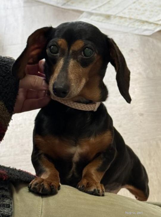 犬の里親募集】埼玉県・カニンヘンダックスフンド(スムース