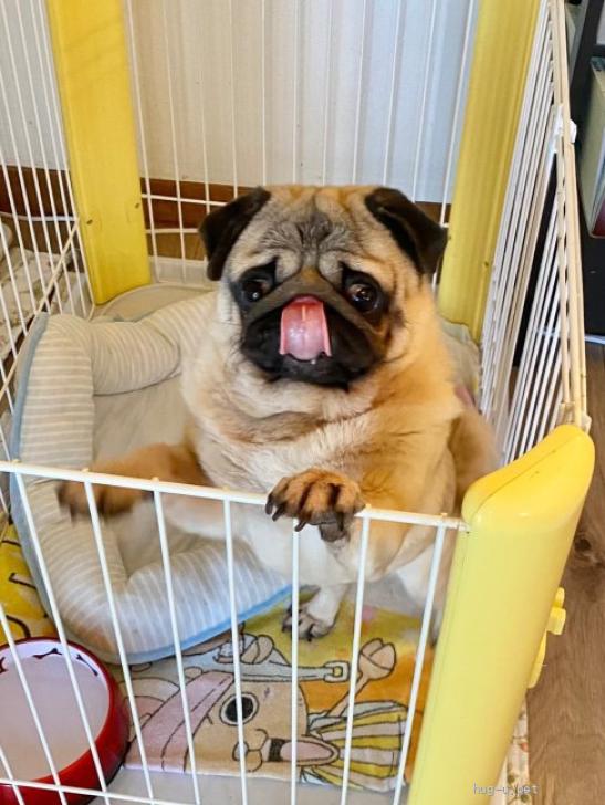 犬の里親募集】奈良県・パグ・超甘えた陽気なパグちゃん（ID:2311