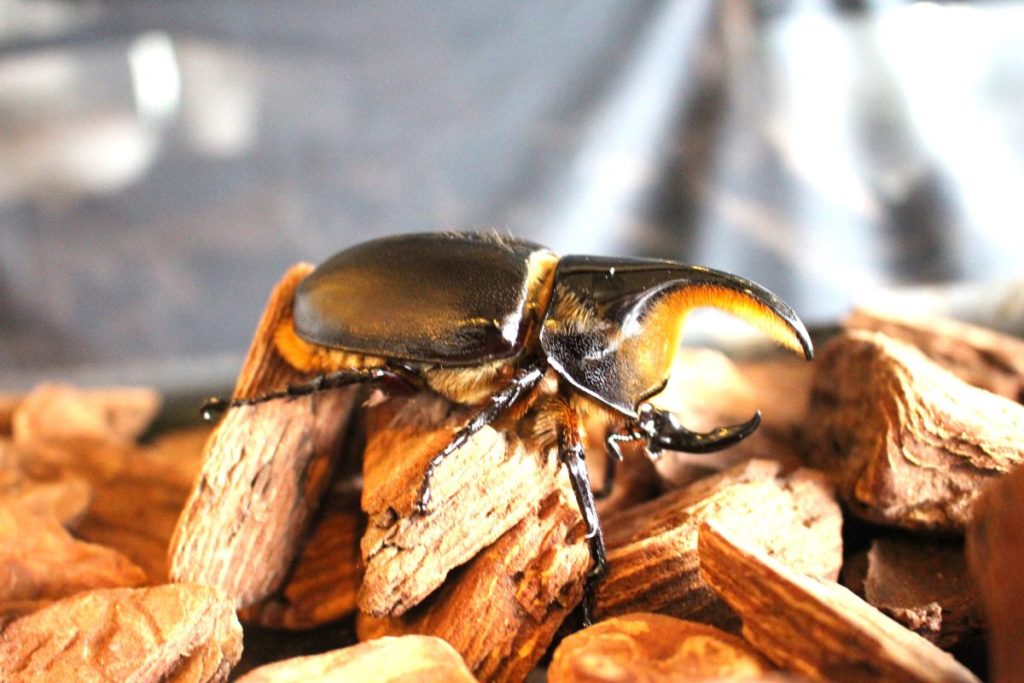 夏休みは小・中学生入館無料】世界最大級のカブトムシ「ヘラクレス