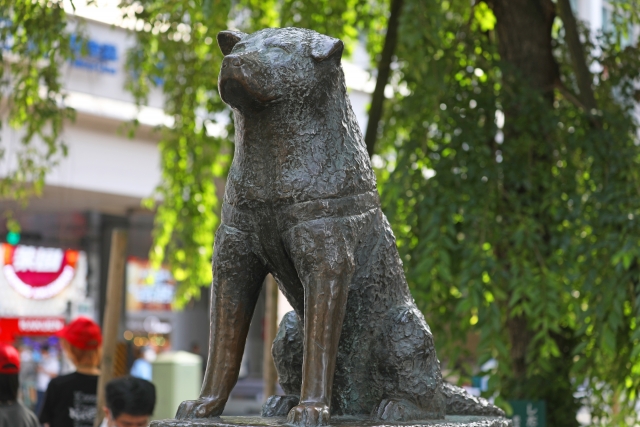 忠犬ハチ公の知られざるエピソード集。犬種やその生涯、左耳が垂れて