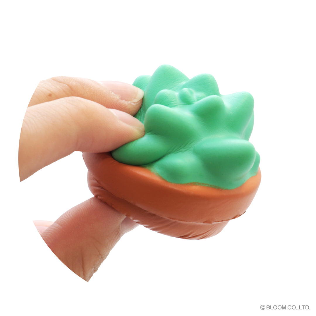 カプセルトイ］もちもち多肉植物_全種セット – i-BLOOM SQUISHY