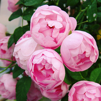 相原バラ園 / ローブリッター（CL）【大苗】