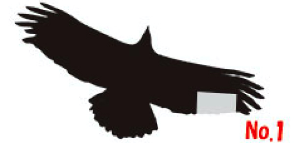 図鑑 日本のワシタカ類詳細情報【野鳥】 - 図鑑.jp