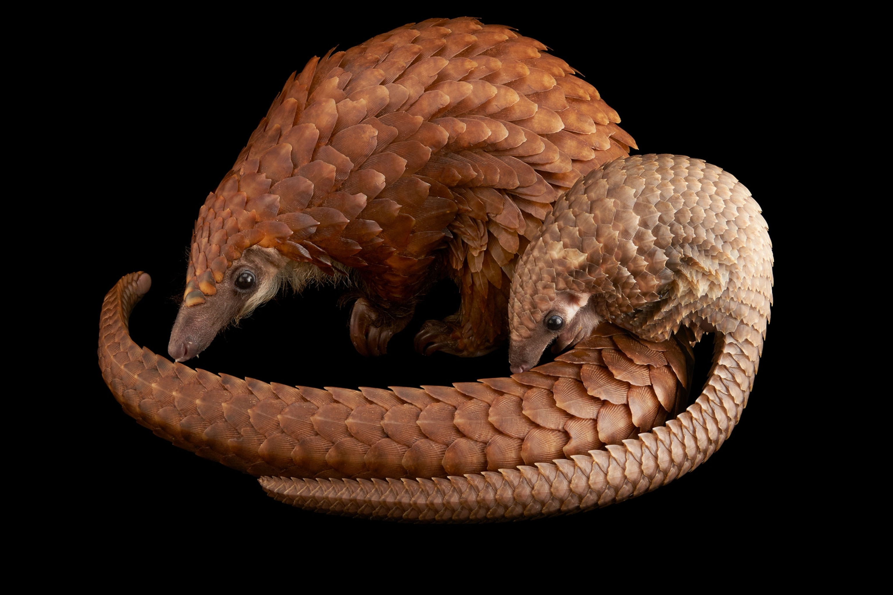 Plan to Save World's Most Trafficked Mammal Ignites Debate