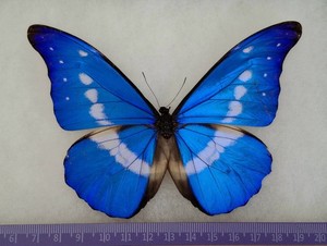 Morpho Helena | eBay