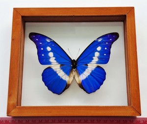 Morpho Helena | eBay