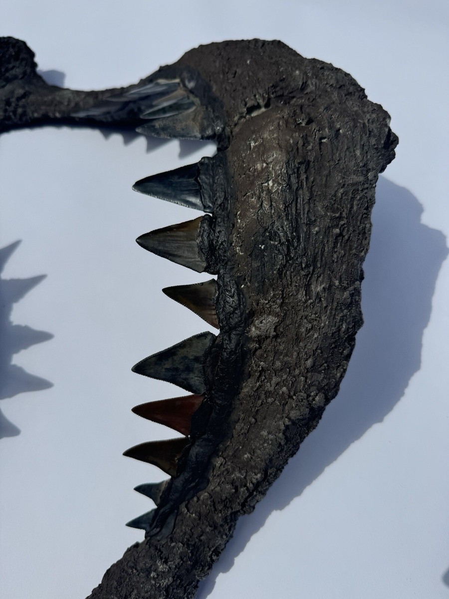 Fossilized Great White Shark Carcharodon Carcharias Teeth In