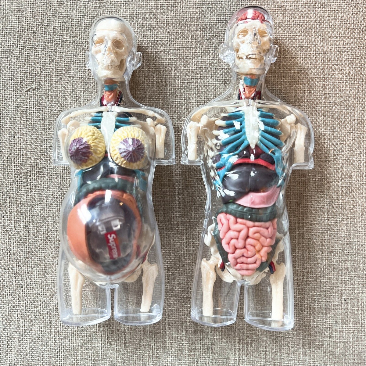 ☆Pre owned☆ Supreme Male& Female Transparent Torso Anatomy Model