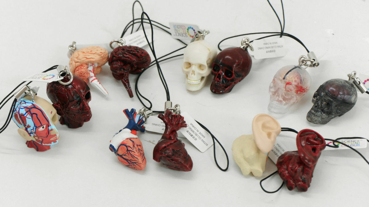 理科室にあるような人体模型の各パーツをストラップとして愛でられる