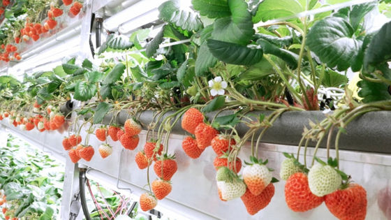 日本発・世界最大級の垂直イチゴ農場がジャージーシティにオープン