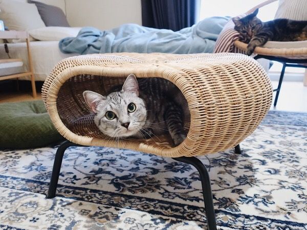 どう見ても猫専用としか思えないIKEAのスツールを買ってみた