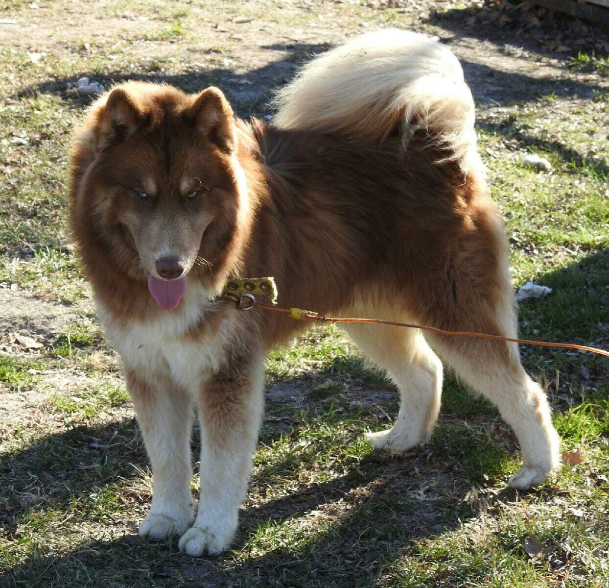 これってハイブリッドかな？？シベリアンハスキーが入ってるのはわかる