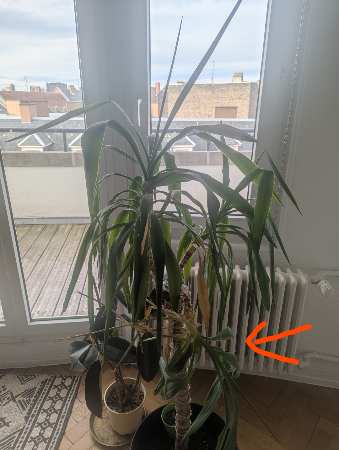 枝が垂れ下がったユッカ : r/plants