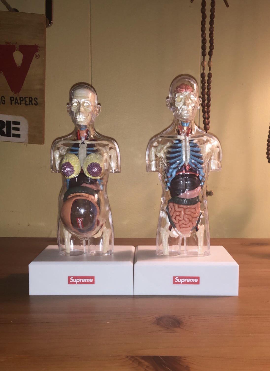 Finally got the female anatomy model to complete the set 🙌🏻 : r