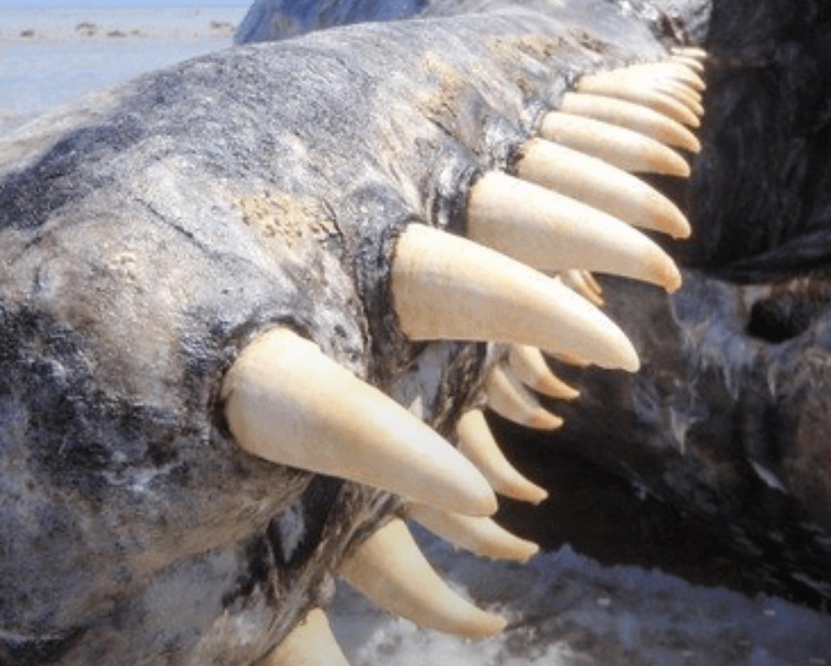 今日の現役最大の捕食動物であるマッコウクジラの歯 : r/badassanimals