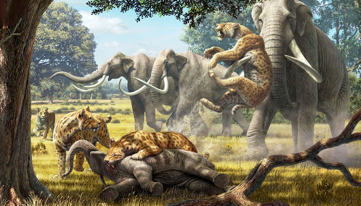 サーベルタイガーとその仲間たちは、どのくらいの頻度でマンモスや